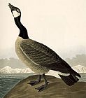 John James Audubon Canada Goose(1) painting